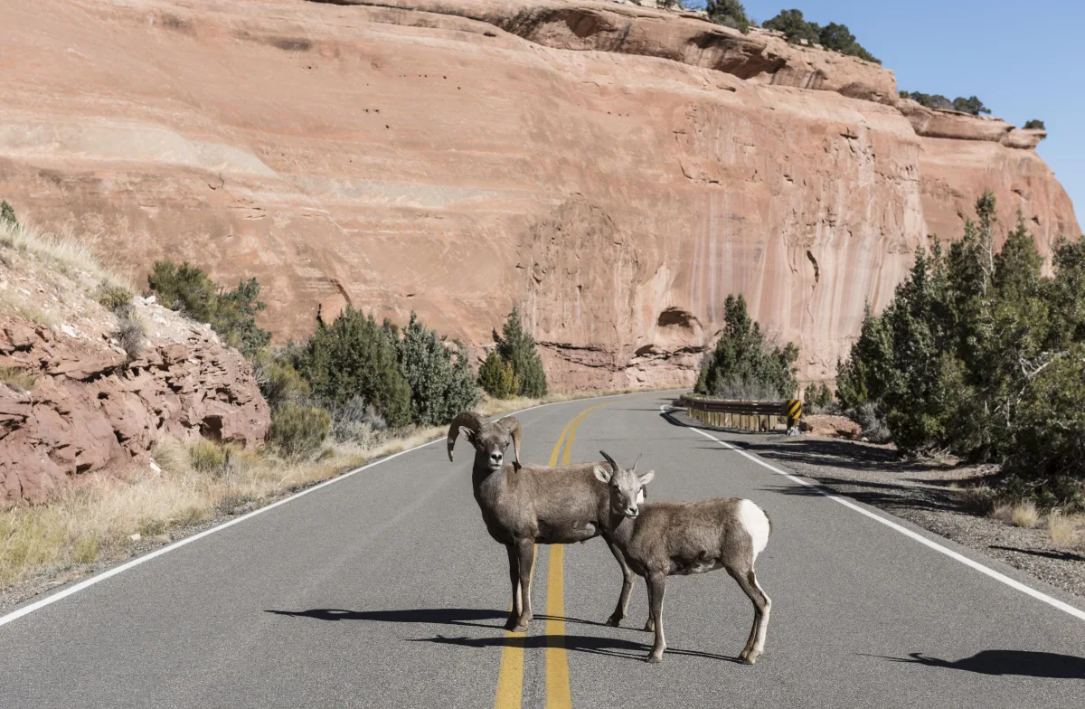 Two bighorn sheep standing on the road through Colorado National Monument, below red sandstone cliffs