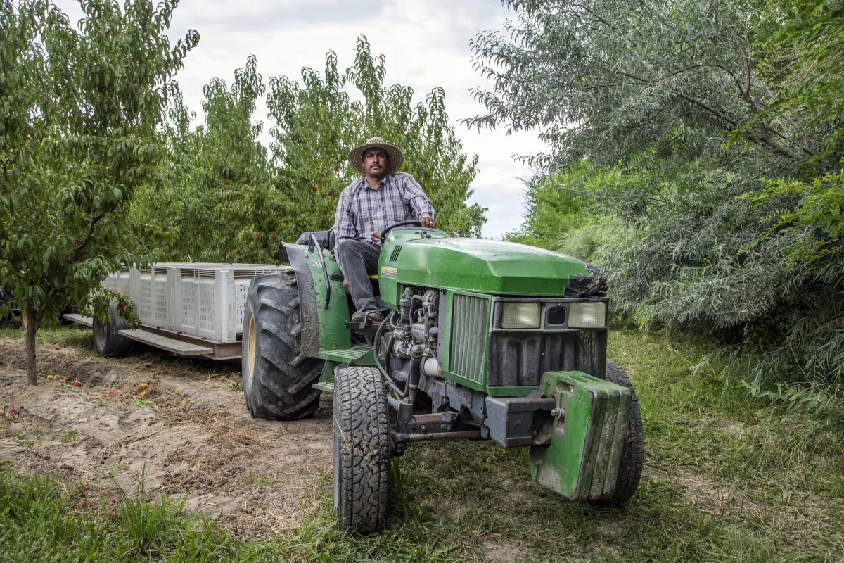 A driver on a green tractor pulling an empty fruit trailer between peach trees in a Palisade orchard