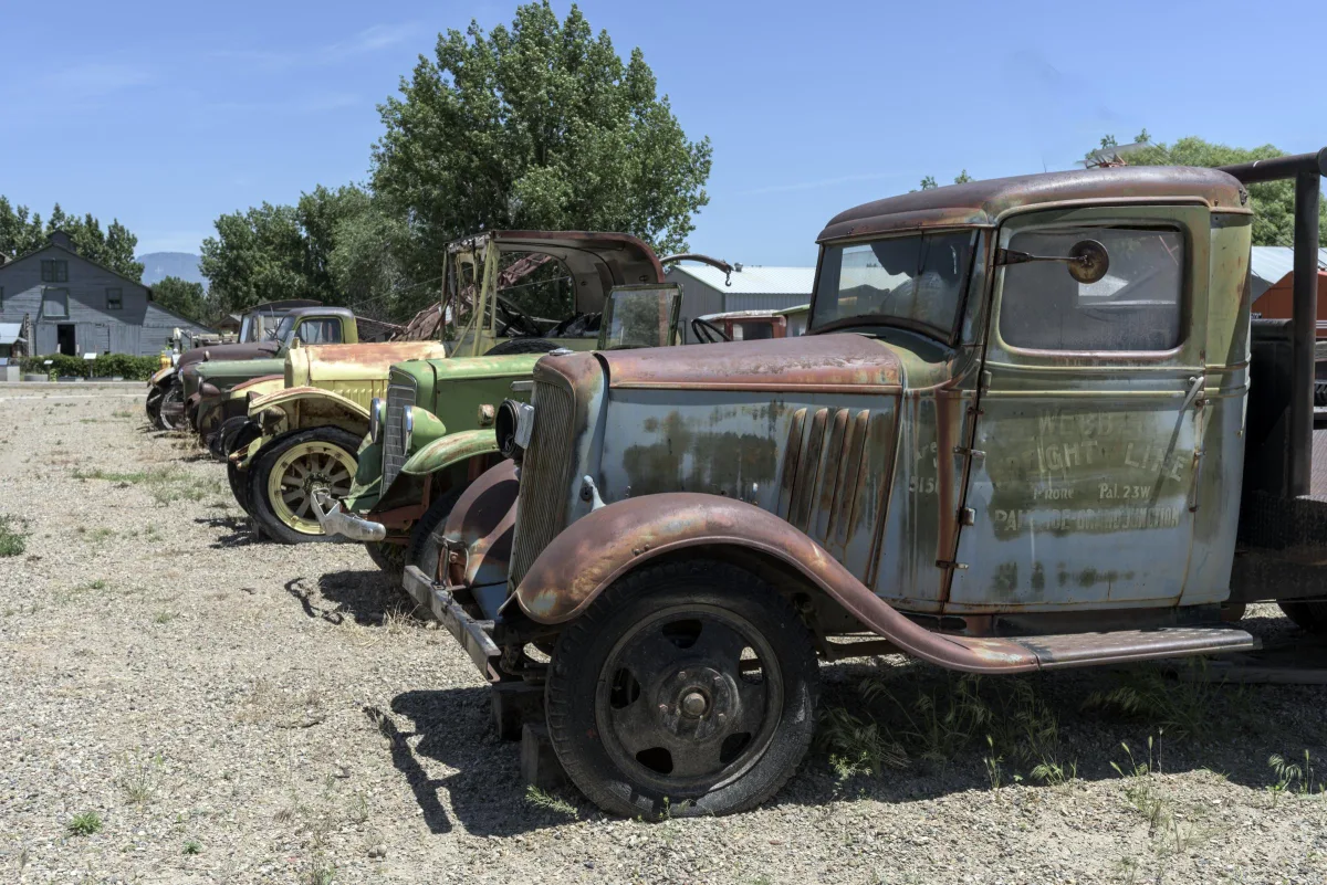 A row of old rusted fruit trucks parked on gravel under cottonwood trees